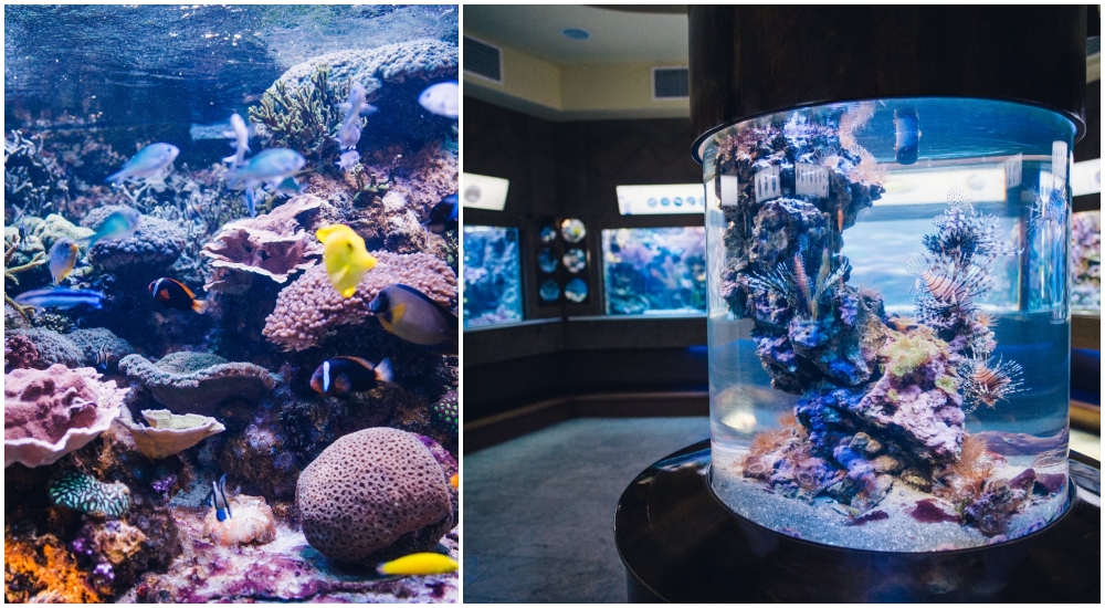 Fot. Akwarium Gdyńskie MIR Fot. Akwarium Gdyńskie MIR