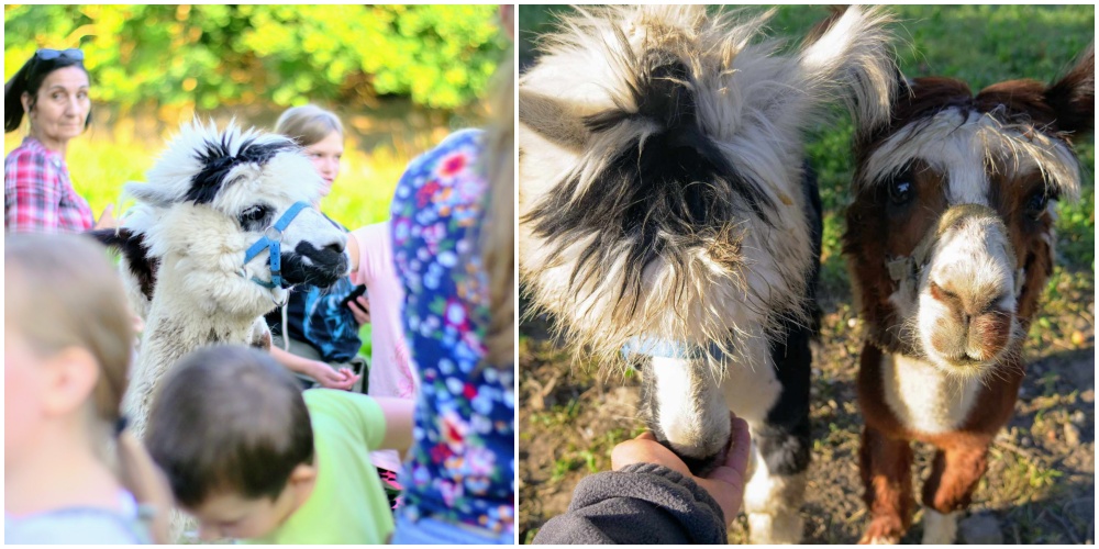 Fot. Zwierzaki Nad Potokiem / blisko Trójmiasta z dzieckiem Fot. Zwierzaki Nad Potokiem / blisko Trójmiasta z dzieckiem