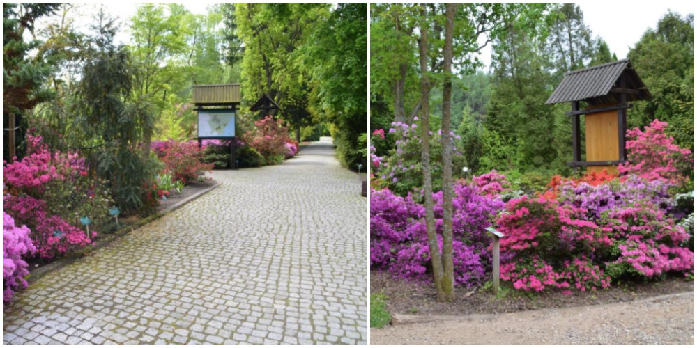 Fot. Arboretum Wirty –  atrakcje na majówkę Nadleśnictwo Kaliska – Arboretum Wirty. Leśny Ogród Dendrologiczny – atrakcje na majówkę