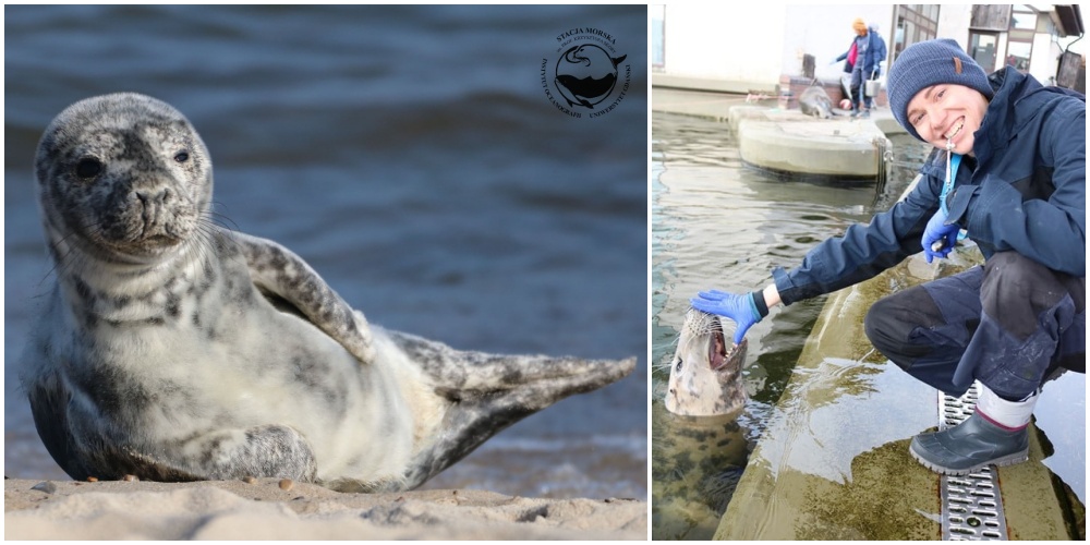 Fot. Wojtek Czuchryta / Fokarium Facebook  Fot. Wojtek Czuchryta / Fokarium Facebook