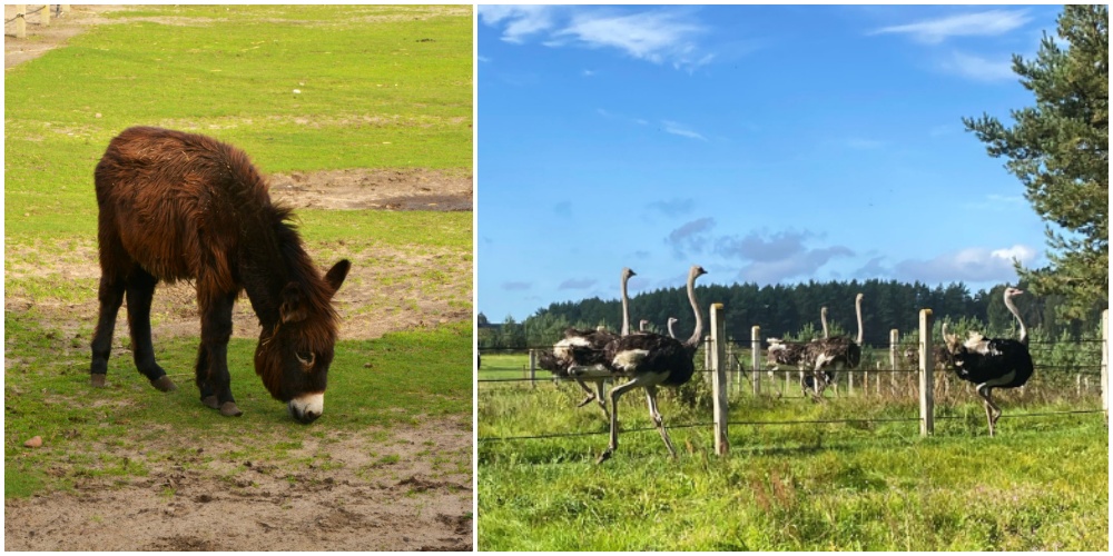 Fot. Strusia Farma Kniewo Strusia Farma Kniewo - atrakcje dla rodziny na majówkę
