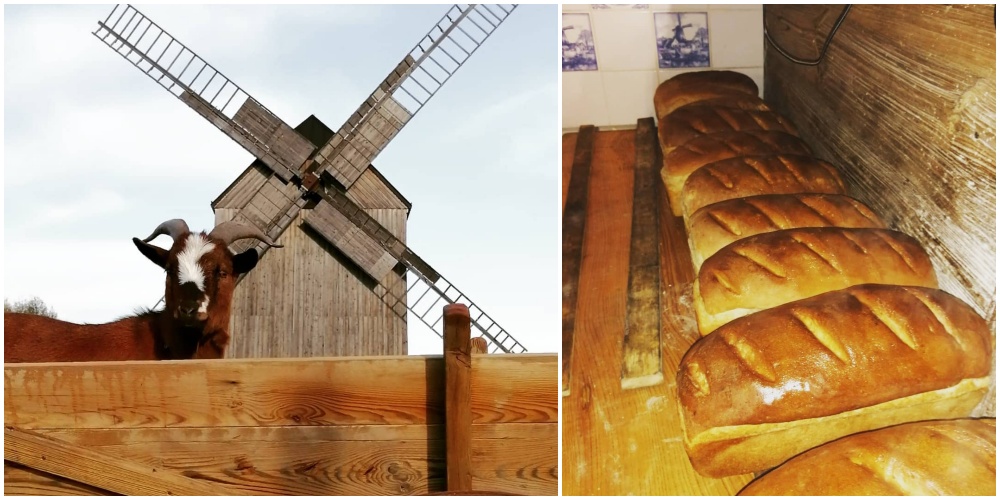 Fot. U Młynarza - Zagroda Edukacyjna w Mokrym Dworze / majówka z dzieckiem blisko Trójmiasta U Młynarza - Zagroda Edukacyjna w Mokrym Dworze - majówka z dzieckiem blisko Trójmiasta